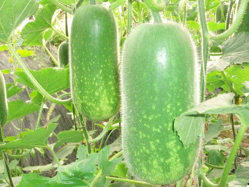 娱乐吃瓜壁纸高清竖屏